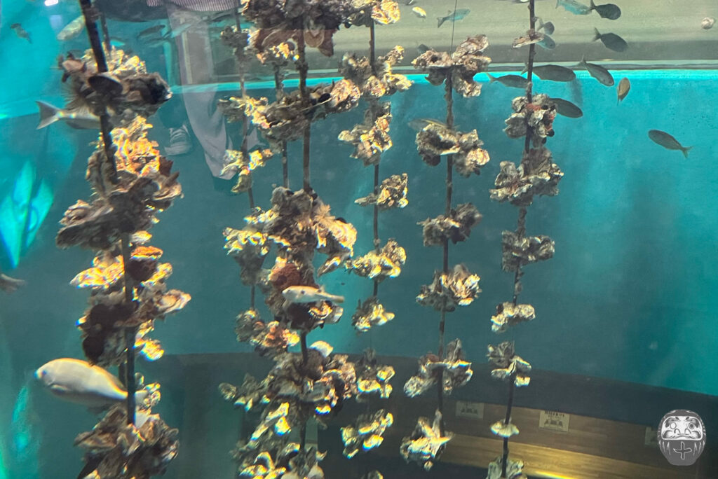 Austern-Becken im Miyajima Aquarium